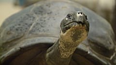 Anne, Philadelphia Hayvanat Bahçesi'nde dev bir Galapagos kaplumbağası.