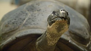 Anne, Philadelphia Hayvanat Bahçesi'nde dev bir Galapagos kaplumbağası.