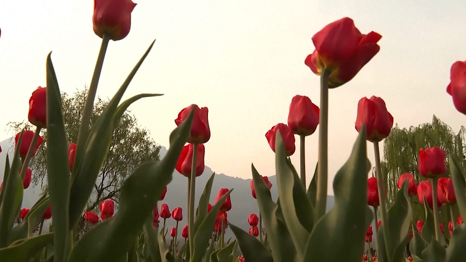 Maior jardim de tulipas da Ásia murcha sob primavera quente e período seco