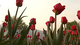 Asiens größter Tulpenpark verwelkt unter warmem Frühling und Trockenperiode