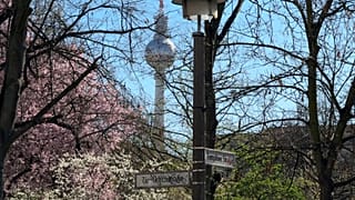 Die Kirschblüte läutet den Frühling ein.