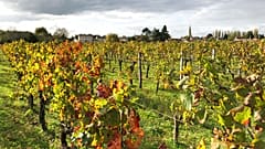Weinberg in der Nähe von Saint-Émilion in Südwestfrankreich am 29. Oktober 2020. 