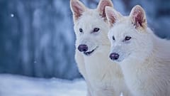 Dieses undatierte Foto, das von Colossal Biosciences zur Verfügung gestellt wurde, zeigt Romulus und Remus, beide 3 Monate alt und gentechnisch so verändert, dass sie Ähnlichkeiten mit dem ausgestorbenen Schattenwolf aufweisen. 