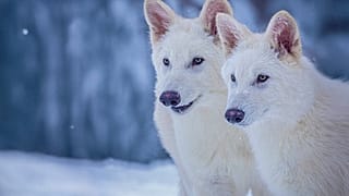 Cette photo non datée fournie par Colossal Biosciences montre Romulus et Remus, tous deux âgés de 3 mois et génétiquement modifiés pour ressembler au loup sauvage disparu.