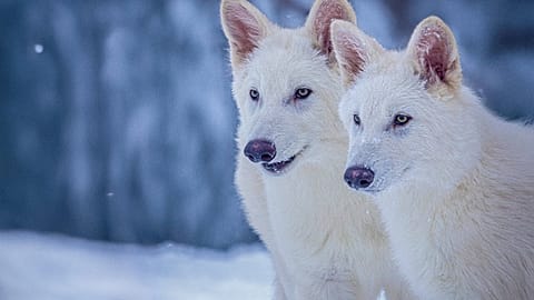 This undated photo provided by Colossal Biosciences shows Romulus and Remus, both 3-months old and genetically engineered with similarities to the extinct dire wolf. 