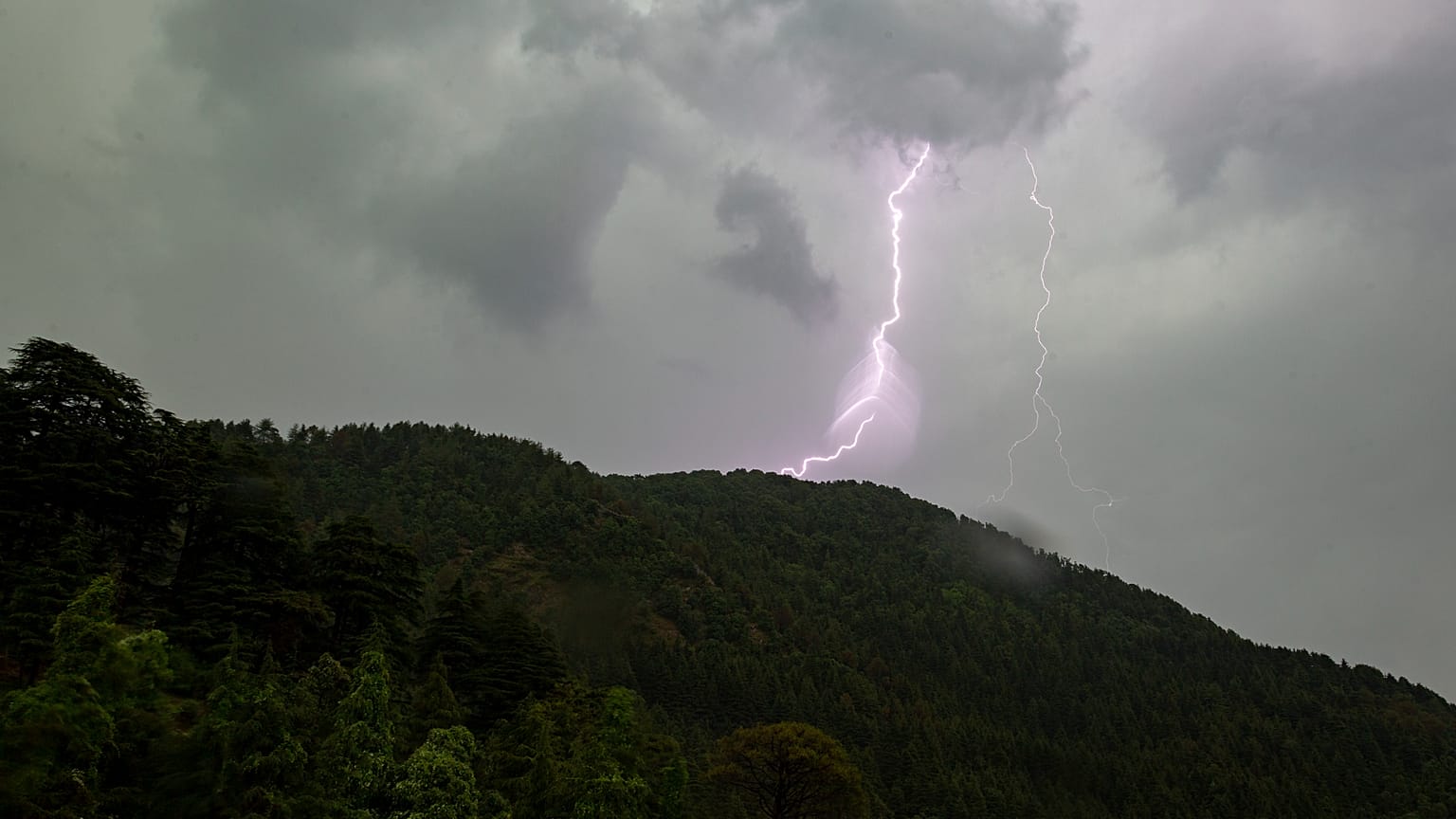 صاعقه در جنگل