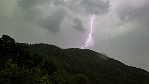 صاعقه در جنگل
