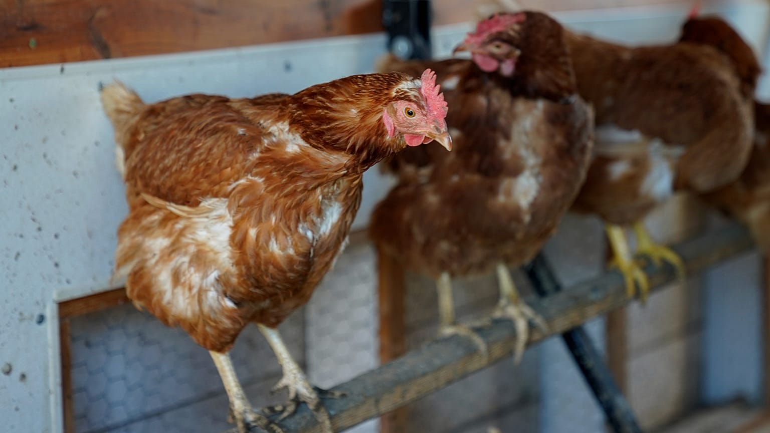 Foto de archivo de un gallinero el martes 10 de enero de 2023 en una granja en Glenview, Illinois (EE.UU.)