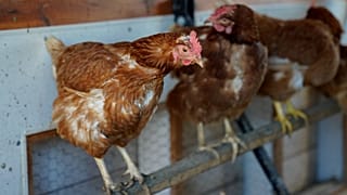 Foto de archivo de un gallinero el martes 10 de enero de 2023 en una granja en Glenview, Illinois (EE.UU.)