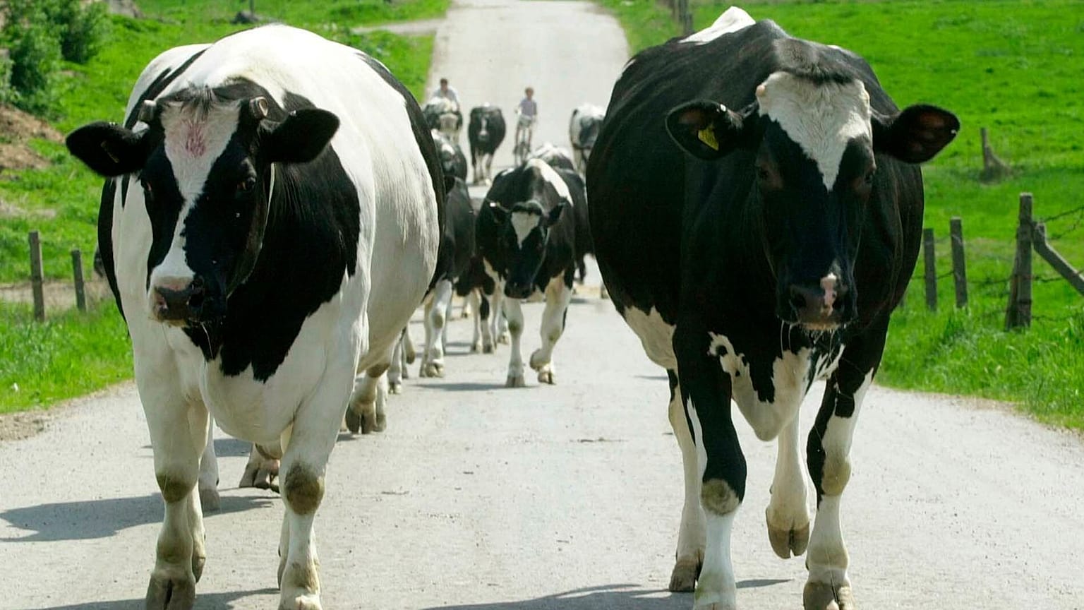 Un rebaño de vacas se traslada de los pastos a una granja.