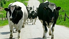 Eine Kuhherde wird von der Weide auf einen Bauernhof gebracht.