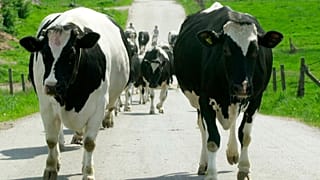 Un rebaño de vacas se traslada de los pastos a una granja.