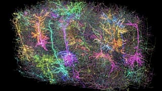 This image provided by the Allen Institute on April 8, 2025, shows a digital representation of neurons in a section of a mouse's brain.