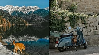De nombreuses compagnies ferroviaires et de croisières acceptent désormais les animaux de compagnie, ce qui signifie que vous pouvez vous rendre à Milan ou naviguer jusqu'aux Pays-Bas sans vous soucier des caisses ou des soutes.
