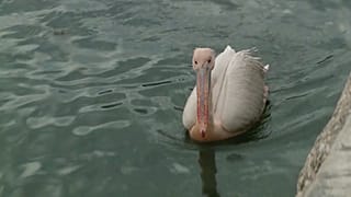 SCREENSHOT - Pink pelican settles near the Varna railway station