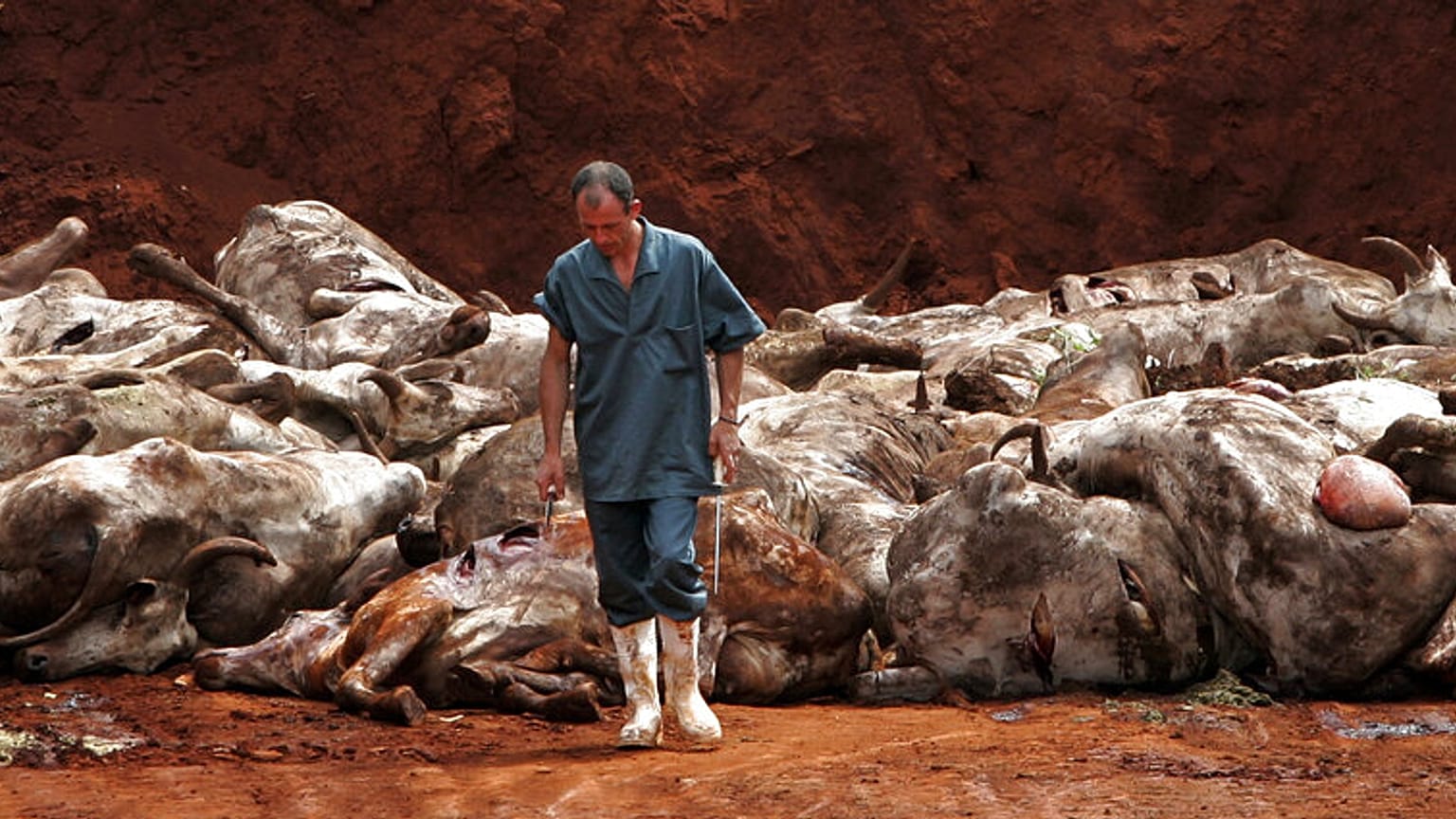 L'epidemia di afta epizootica, se le precauzioni sono troppo permissive, potrebbe trasformarsi in una delle crisi agricole più preoccupanti dell'anno.