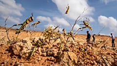 تفشي الجراد في افريقيا