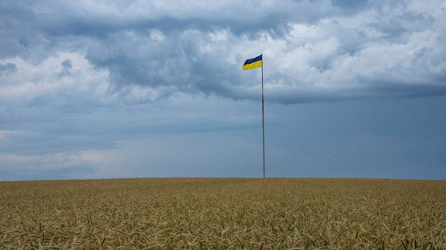 Una bandiera ucraina sventola in mezzo a un campo di grano nei pressi di Kiev