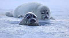 Una foca del Caspio adulta y un cachorro. 