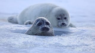Una foca del Caspio adulta y un cachorro.