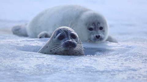 Una foca del Caspio adulta y un cachorro. 