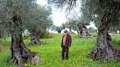 José Pedro Oliveira en su antiguo olivar.