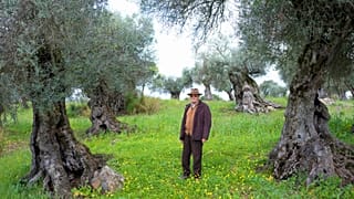 José Pedro Oliveira no seu antigo olival.
