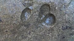 Hallan huellas de dinosaurio en Cerdeña
