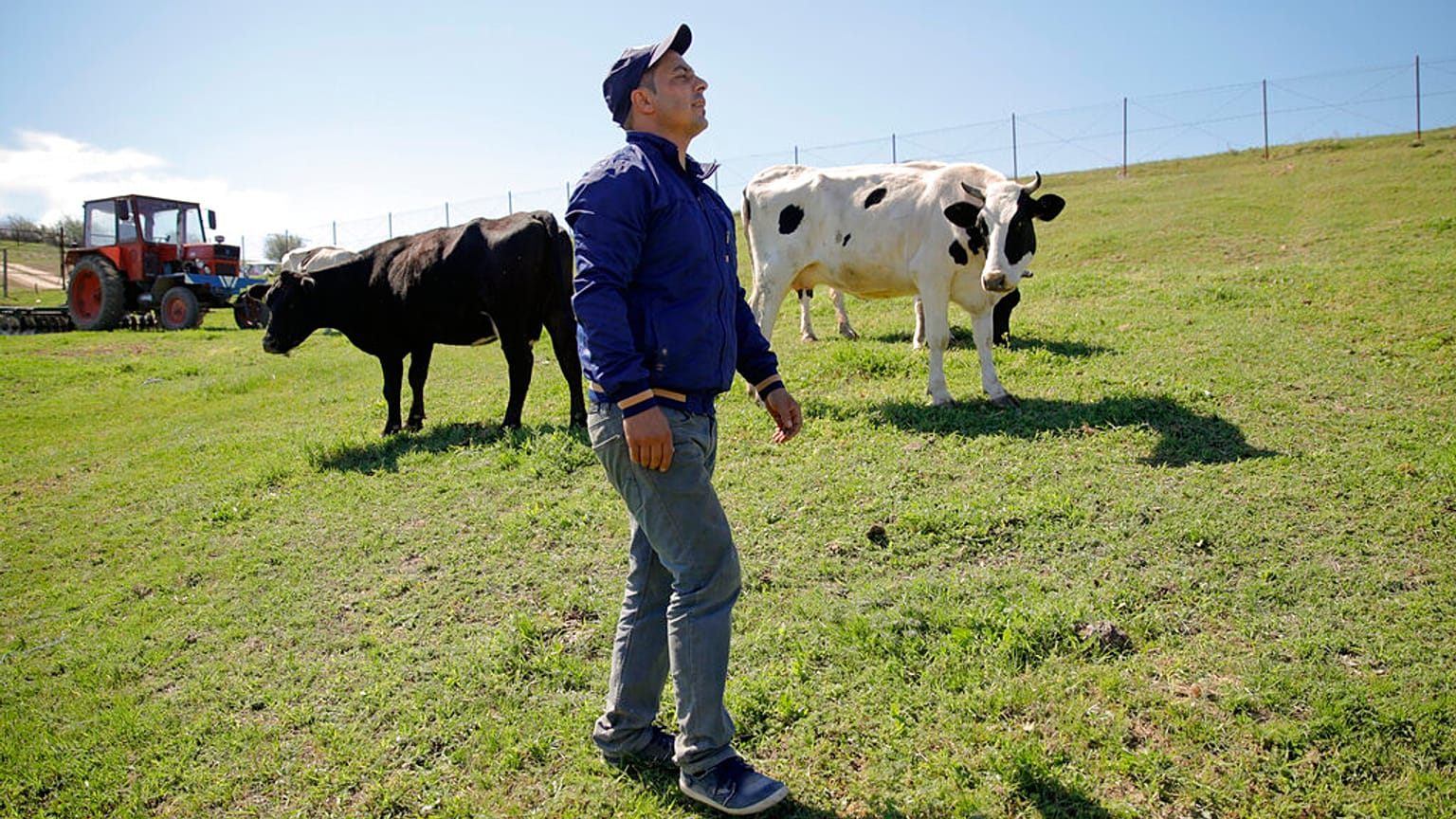 Granjero rumano con sus vacas
