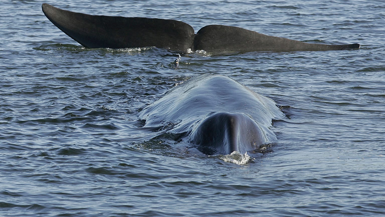 ARQUIVO - Uma baleia-comum é vista encalhada, possivelmente presa de barriga, num fiorde pouco profundo na costa ocidental de Vejle, na Dinamarca, a 16 de junho de 2010