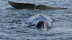 DATEI - Ein Finnwal ist in einem flachen Fjord an der Westküste bei Vejle, Dänemark, gestrandet und steckt möglicherweise auf dem Bauch fest, am 16. Juni 2010