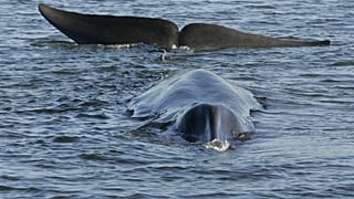 ARCHIVO - Un rorcual común se ve varado, posiblemente atascado sobre su vientre, en un fiordo poco profundo en la costa occidental en Vejle, Dinamarca, el 16 de junio de 2010.
