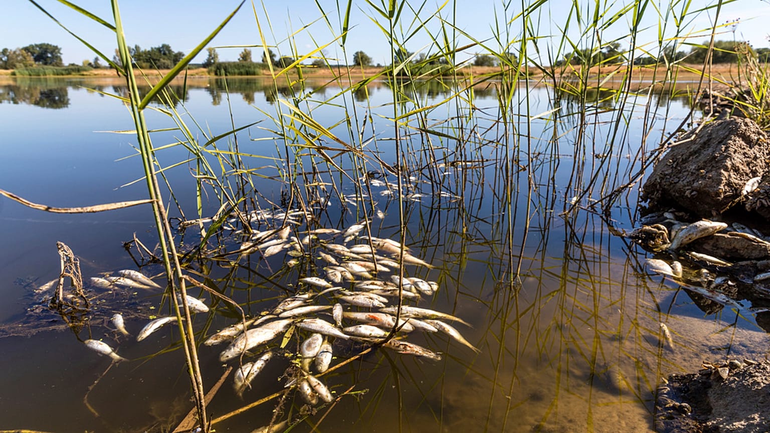 Peces muertos a la deriva en el río Oder, cerca de Brieskow-Finkenheerd, en el este de Alemania, el 11 de agosto de 2022. 