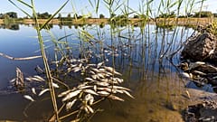 Peces muertos a la deriva en el río Oder, cerca de Brieskow-Finkenheerd, en el este de Alemania, el 11 de agosto de 2022. 