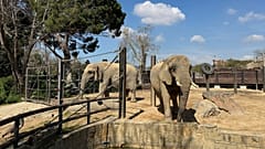 Zwei alte afrikanische Elefanten, Bully, links, und Susi, stehen im Zoo von Barcelona in Spanien.