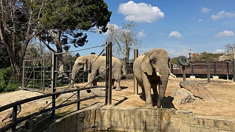 Two old African elephants Bully, left, and Susi, stand inside the Barcelona Zoo in Spain.