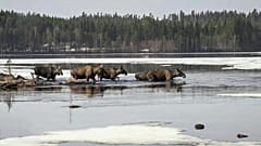 Esta foto sin fecha, publicada por SVT, muestra alces en Junsele, Suecia, durante los preparativos para la retransmisión en directo de "La gran migración de los alces".