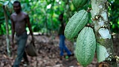 ARCHIVO: El agricultor Issiaka Ouedraogo camina junto a las vainas de cacao que crecen en un árbol en una granja de cacao a las afueras de la aldea de Fangolo, cerca de Duekoue en Costa de Marfil, el martes 31 de mayo de 2011.