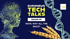 NGTs: Inside the first European gene-edited wheat field trial | Euronews Tech Talks 