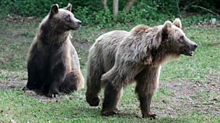 Deux ours bruns explorent leur nouvelle maison au sanctuaire des ours de Mueritz à Stuer, en Allemagne, le 19 juin 2023.