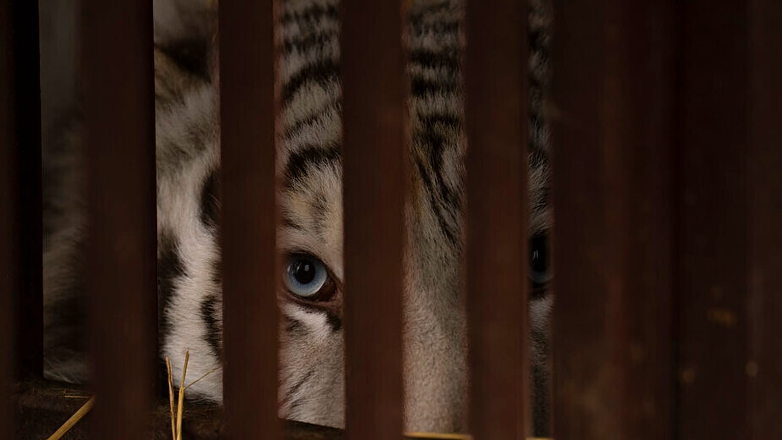 FILE: Una tigre bianca sbircia dal recinto di un rifugio per animali traumatizzati dalla guerra, gestito da Natalia Popova, a Chubynske, in Ucraina, mercoledì 1 marzo 2023.