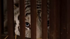 Белый тигр выглядывает из вольера в приюте для животных