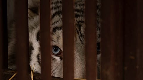 FILE: A white tiger peers from an enclosure at a shelter for animals traumatized by the war, managed by Natalia Popova, in Chubynske, Ukraine, Wednesday, March 1, 2023
