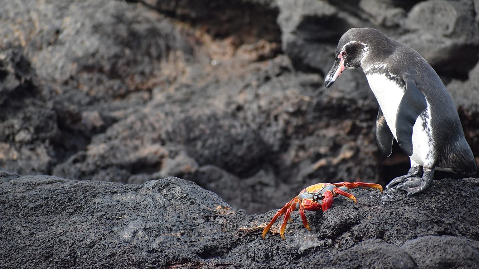 Auf geführten Panga-Touren können Besucher Galapagos-Pinguine und Sally-Lightfoot-Krabben sicher vom Wasser aus beobachten.