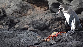Las excursiones guiadas en panga permiten a los visitantes observar con seguridad los pingüinos de Galápagos y los cangrejos Sally Lightfoot desde el agua.