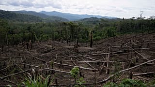 Peru'nun Amazon bölgesinde, Chambira topluluğu yakınlarında arka planda görülen Cordillera Azul Ulusal Parkı'nın manzarasında kesilmiş ağaçlar uzanıyor, Ekim 2022.
