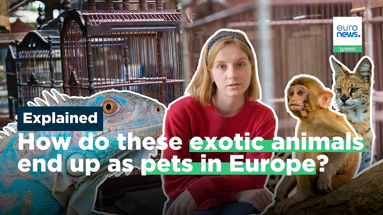 Born in captivity or stolen from the wild: How exotic animals become pets in Europe