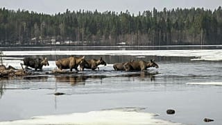 Esta foto sin fecha, publicada por SVT, muestra alces en Junsele durante los preparativos para la retransmisión en directo de "La gran migración de los alces".