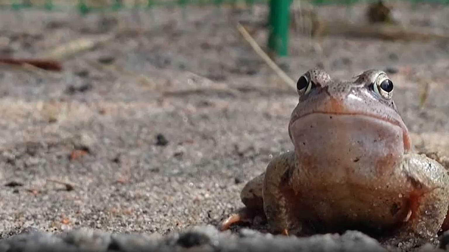 Ein Frosch wartet in der Nähe von St. Petersburg darauf, eine Straße zu überqueren, um Laichplätze zu erreichen