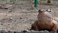 Ein Frosch wartet in der Nähe von St. Petersburg darauf, eine Straße zu überqueren, um Laichplätze zu erreichen